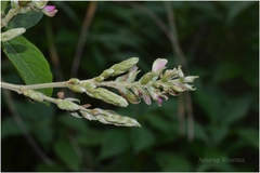 Flemingia semialata